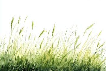 Fototapeta premium green grass isolated on white
