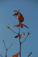 Branches with brown and orange leaves in fall against a backdrop of clear blue sky