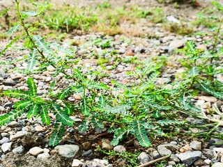 plant growing in soil