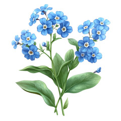 Forget-me-not flowers with green leaves illustrated on a white background