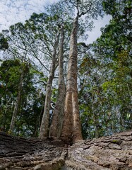 Fototapeta premium The forest is dense and lush, showing natural views with tall trees and dense plants, generative ai