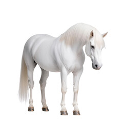 Obraz premium A majestic white horse standing elegantly, showcasing its beauty and grace in a serene pose.