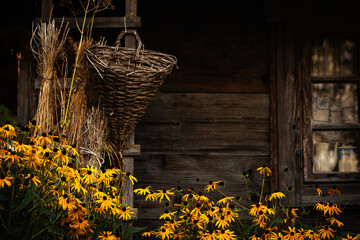 Piękne kwiaty rudbekii na tle drewnianej starej ściany, tapeta.  © Elżbieta Kaps