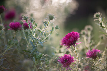 Piękne jesienne kwiaty astry różowe w ogrodzie, tapeta dekoracja.  © Elżbieta Kaps
