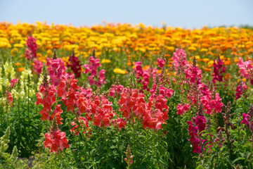 花畑に咲く赤色のポピーの花
