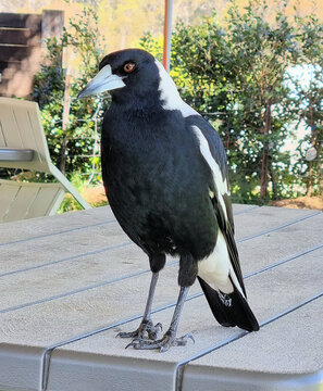 An Australian Magpie (Gymnorhina tibicen) sitting on a table looking at the camera