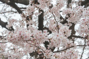 cherry blossom name is SAKURA
