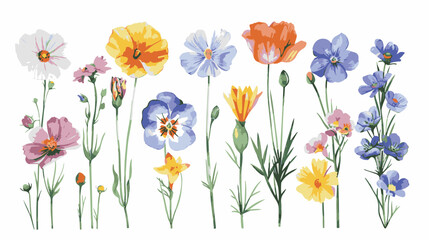 Obraz premium set of pencil style colorful birth flowers on a white background