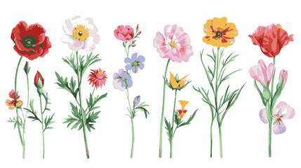 set of pencil style colorful birth flowers on a white background