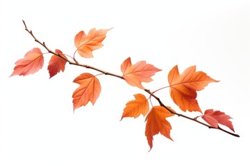 Fototapeta premium Autumn leaves branch isolated white