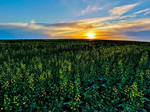 A Glowing Sunset over an Eastern Montana Canola Field