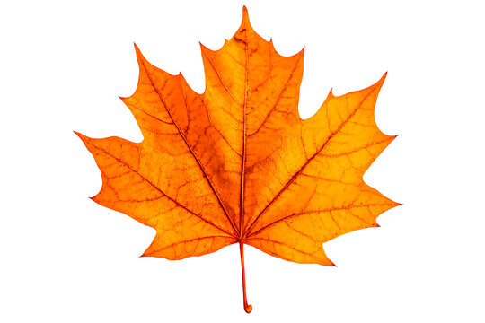 Autumnal Emblem, Maple Leaf Majesty