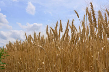 青空を背景にした実った麦の穂