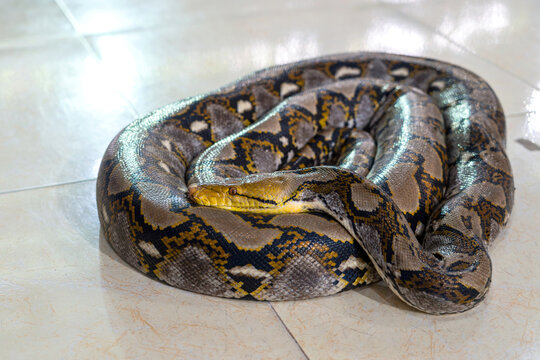 A large snake wandered into the house. Reticulated Python - Malayopython reticulatus curled up quietly on the tiled floor.