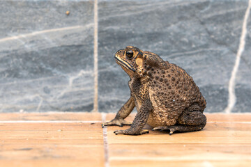 Fat Asian common toad or Black-spined toad - Duttaphrynus melanostictus at around the house on the tile floor porch.