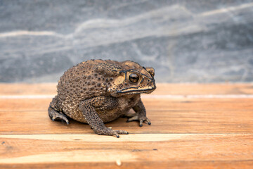 Fat Asian common toad or Black-spined toad - Duttaphrynus melanostictus at around the house on the tile floor porch.