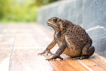 Fat Asian common toad or Black-spined toad - Duttaphrynus melanostictus at around the house on the tile floor porch.