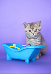 Funny smiling gray striped cute kitten sits near bathtub and prepares for bathing procedures. Pets and lifestyle concept. Advertising layout for your favorite funny animals. Vertical image.