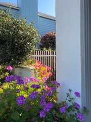 flowers in the garden