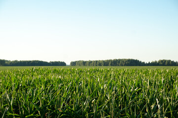 Green field of growing green corn and blue sky.