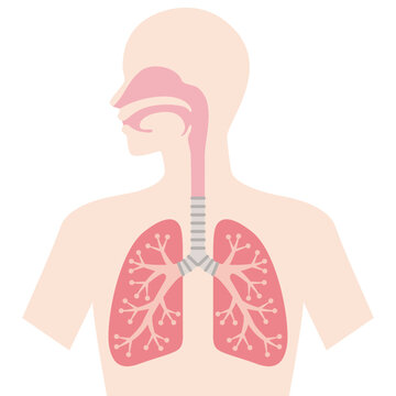 肺と呼吸器