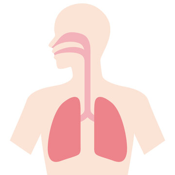 recommend clip art: 肺と呼吸器