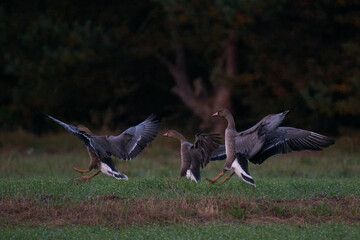Gęś tundrowa © Tomasz