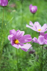 Fototapeta premium Flowers amidst the lights