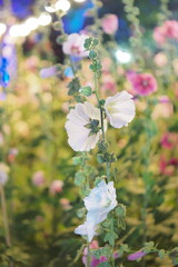 Flowers amidst the lights