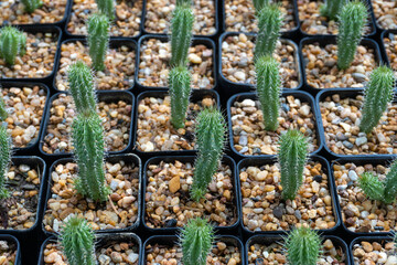 Cactus planting farm in beauty in nature concept