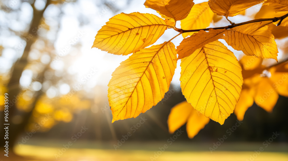 Sticker Golden autumn leaves illuminated by sunlight with blurred trees in the background 