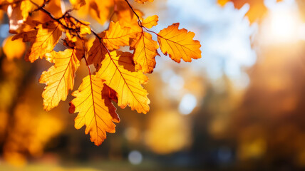 Obraz premium Rust colored leaves hanging from branches with a blurred sunny forest backdrop 