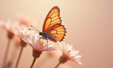 Obraz premium Tender peach fuzz butterfly resting on flowers on minimal background.