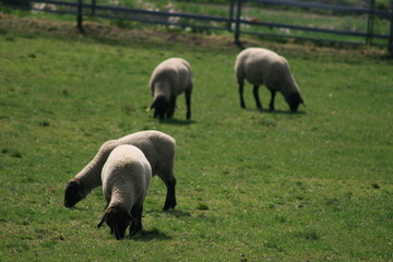 Fototapeta premium 牧草を食べるひつじ