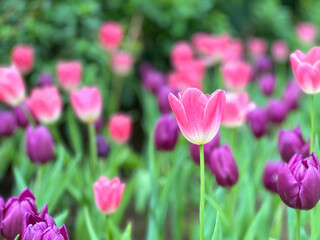 Tulips in a blurry background, Fresh flowers in the garden, wallpaper or holidays card.(Select focus)