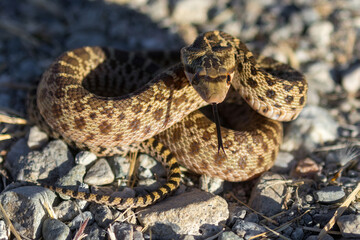 Pacific Gopher Snake juvenile in defensive posture. San Francisco Bay Trail, Sunnyvale, Santa Clara...
