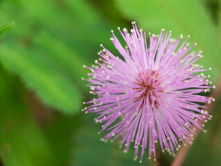 the beauty of wild plants in the yard framed in macro scale