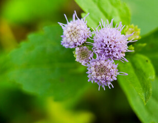 the beauty of wild plants in the yard framed in macro scale