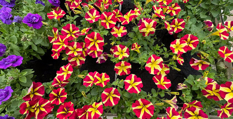 Naklejka premium A colorful garden display featuring red and yellow striped petunias, with purple petunias in the background