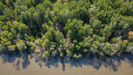 Aerial view of mangrove forest near Khao Khanab Nam in Krabi, Thailand.