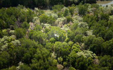 Aerial view of the sun reflecting on the water in a mangrove forest in Krabi, Thailand.