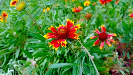 Flor Naranja en Plena Floración.