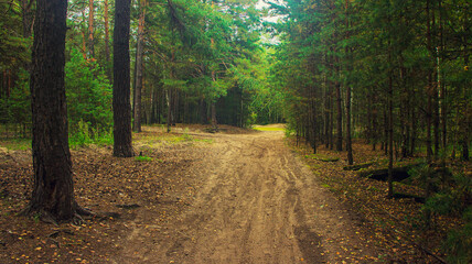 The road through the coniferous forest. Roads in the Siberian forest