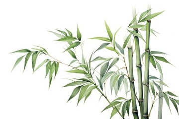 Fototapeta premium Bamboo plant white background freshness.