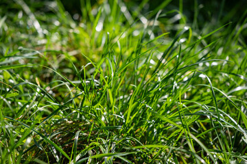 A lush green field of grass with a few weeds