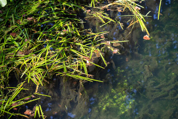 A pond with green plants and fish in it