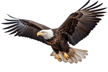 Naklejka premium American bald eagle flying animal bird.