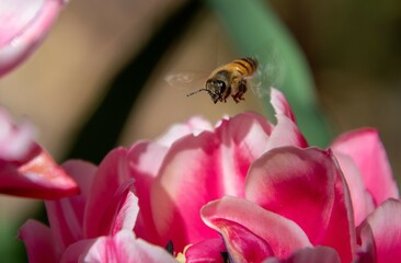 An African honey bee hovers above a pink flower to harvest pollen and nectar