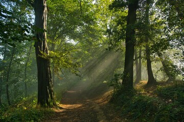 Obraz premium Lichtstimmung im Teutoburger Wald