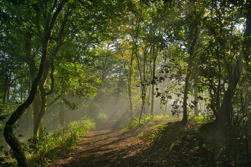 Obraz premium Waldwege im Teutoburger Wald bei Porta Westfalica